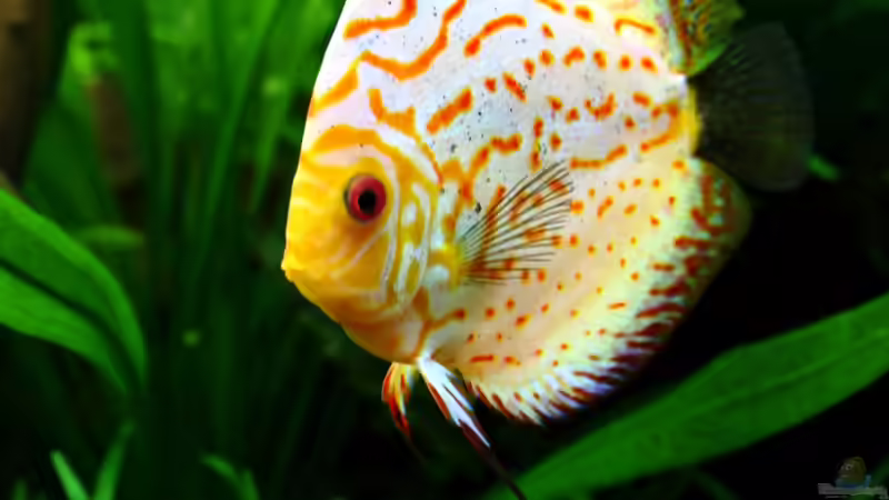 ***Hallo Lilo, hast du lust mit mir zu tanzen?*** von Sue (43)