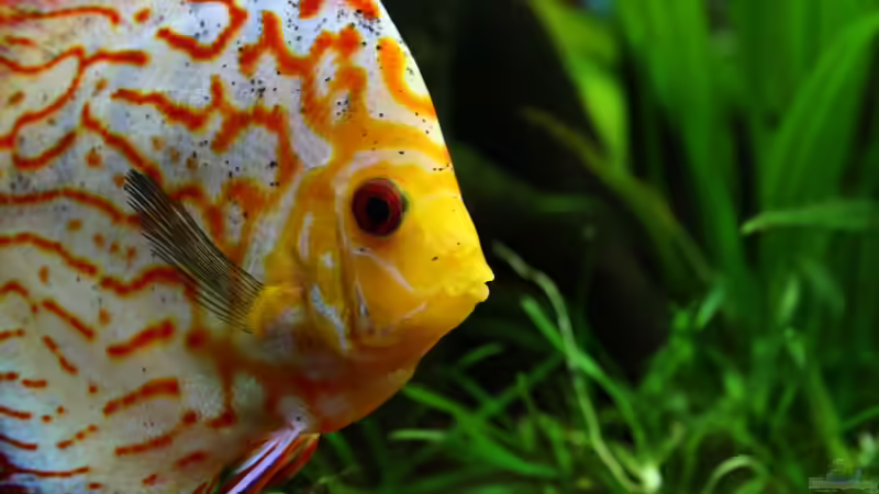 ***Hallo Stitch. Oh, aber gerne!!!*** von Sue (44)