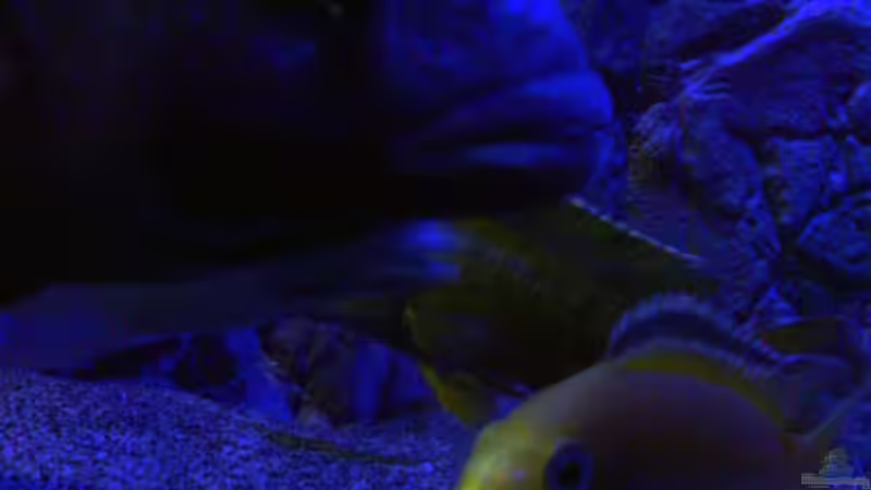 Hallo! von Noah (33)