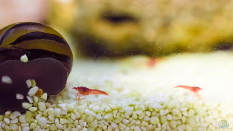 Halocaridina rubra. Noch nicht ganz ausgewachsen, rechts ein Jungtier, ca. 6 Monate von Acki50 (27)