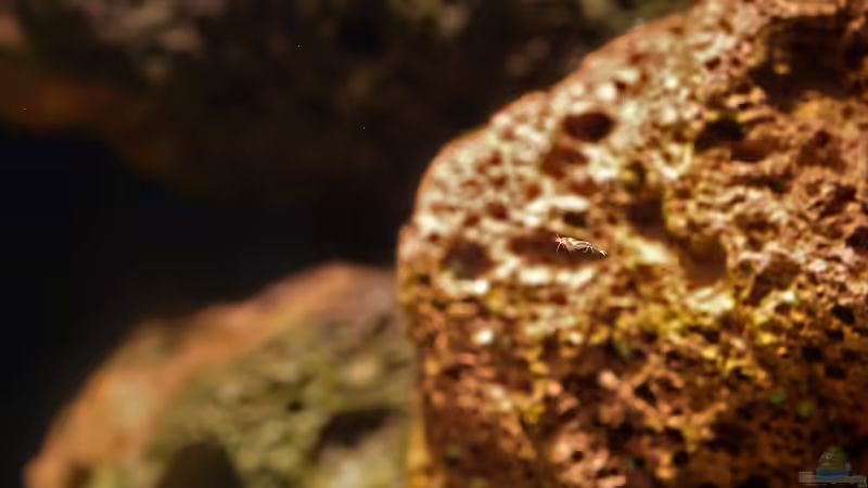 Halocaridina rubra Jungtier von Acki50 (14)