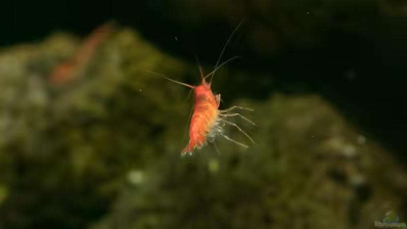 Halocaridina rubra Weibchen von Acki50 (10)