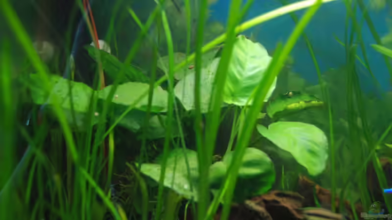 halt eine Anubias von Markus (5)