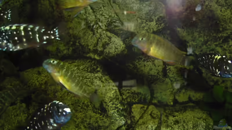 Haltet doch mal still! von Alexander Uschkoreit (15)