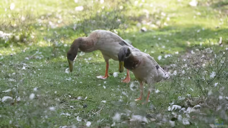 Haltung von Laufenten: Kann der Nachbar blockieren?