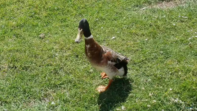 Haltung von Laufenten: Kann der Nachbar blockieren?