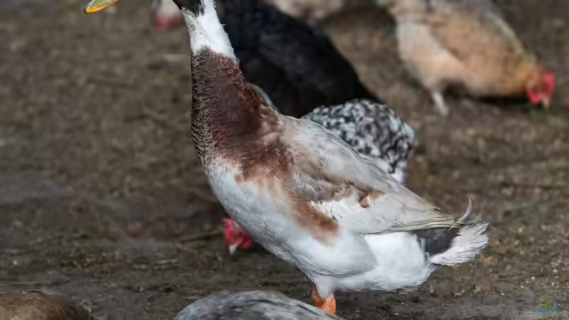 Haltung von Laufenten: Kann der Nachbar blockieren?