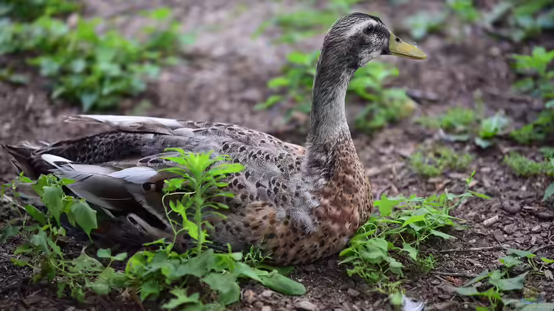 Haltung von Laufenten: Kann der Nachbar blockieren?