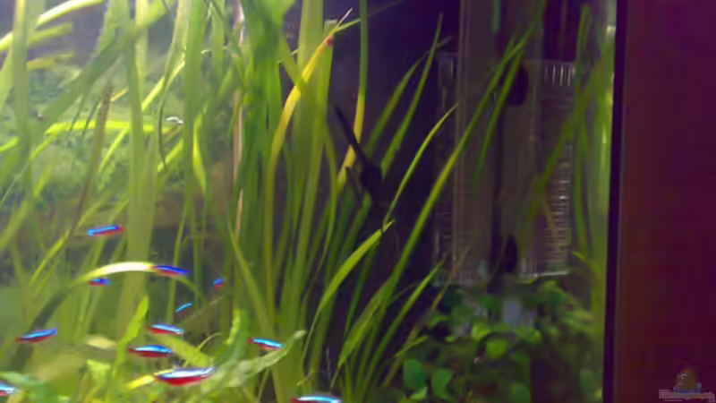 Hamburger Mattenfilter von Amazonasbecken.eu (11)