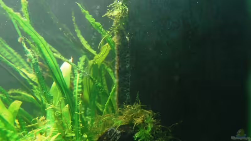 Hamburger Mattenfilter von außen von Michael Seraph (24)