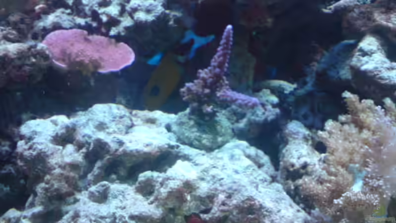 hammer blau , oder von Daniel Reichl (11)