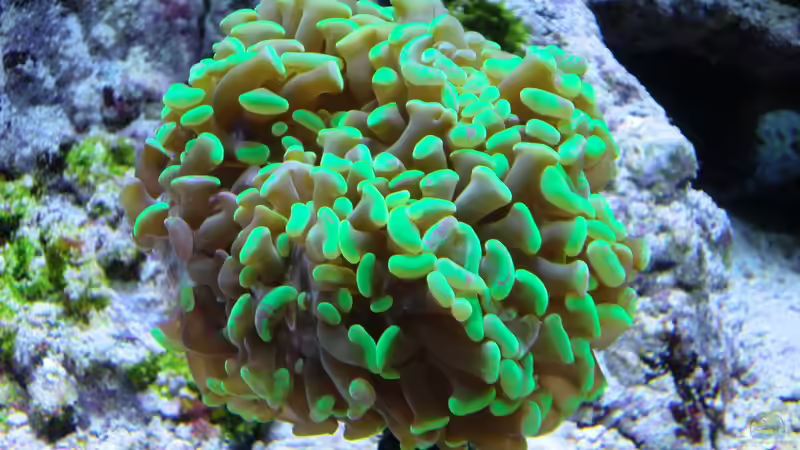 Hammerkoralle - Euphyllia ancora von Truthahnmann (104)