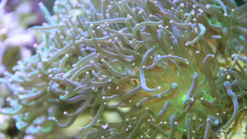 Euphyllia paraglabrescens im Aquarium halten (Einrichtungsbeispiele für Grüne Fackelkoralle)