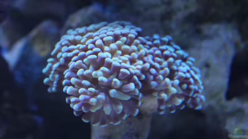 Hammerkoralle (Euphyllia paraancora) von Sven K. (28)