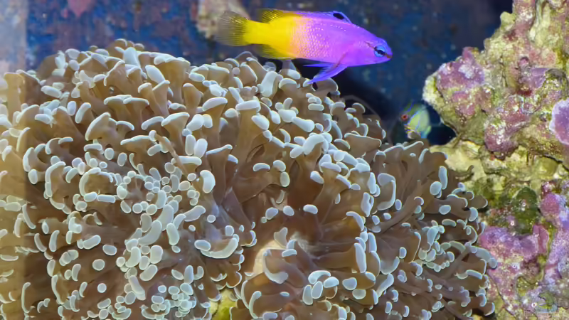 Fimbriaphyllia paraancora im Aquarium halten (Einrichtungsbeispiele für Hammerkoralle)