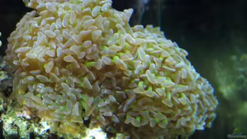 Hammerkoralle November 08 von lex2lex (19)