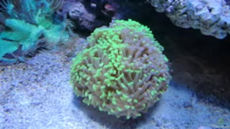 Hammerkoralle von Andreas Stiller (63)