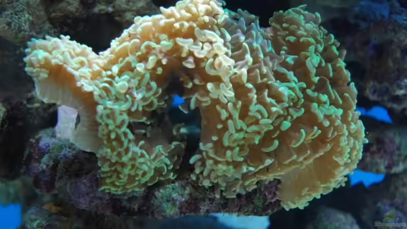 Hammerkoralle von Christian Fenzel (7)