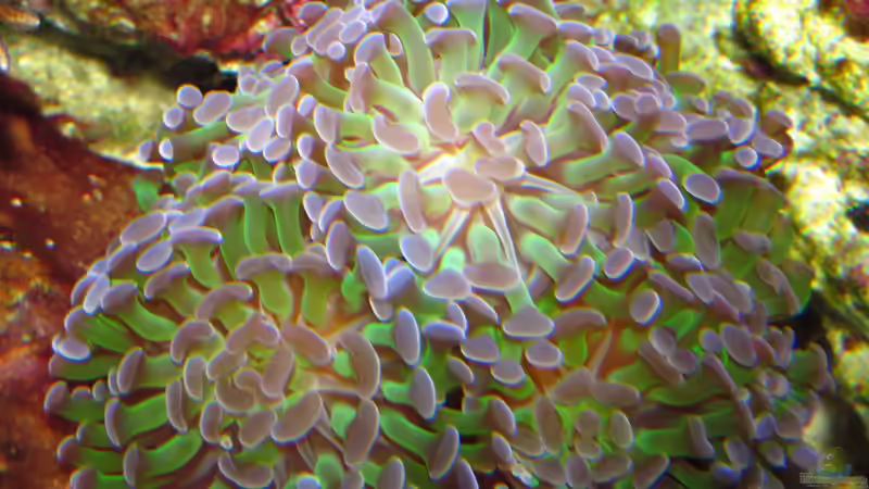 Hammerkoralle von Johannes 88 (32)