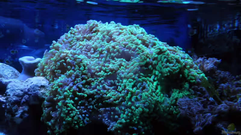 Hammerkoralle von Seewasserpanscher (43)