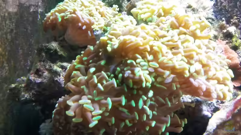 Hammerkoralle von Truthahnmann (41)