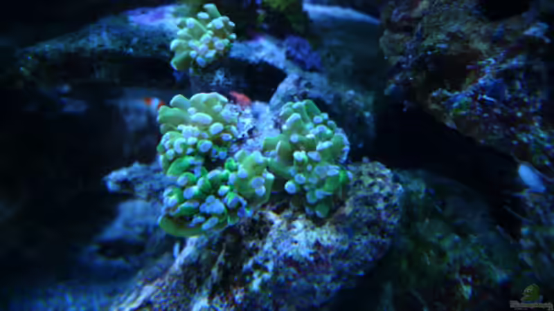 Fimbriaphyllia paraancora im Aquarium halten (Einrichtungsbeispiele für Hammerkoralle)