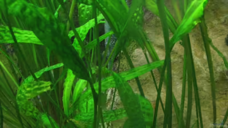 Hammerschlag - Crypto von Maclya (8)