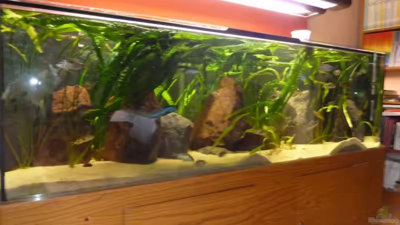 Hammerschlag- Cryptocorynen von roofer112 (3)