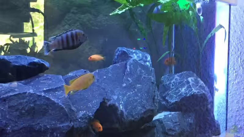 Hammerschlag  von Living Trees (5)