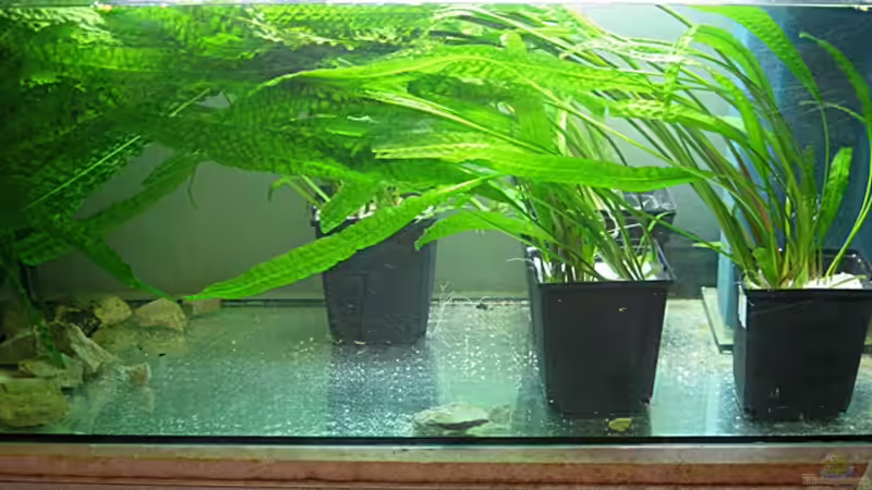 Hammerschlag-Crypto zum Verkauf von Maclya (2)