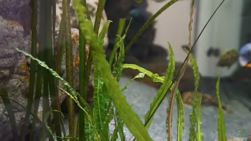 Hammerschlag cryptocoryne (Cryptocoryne aponogetifolia) von andreas32 (33)