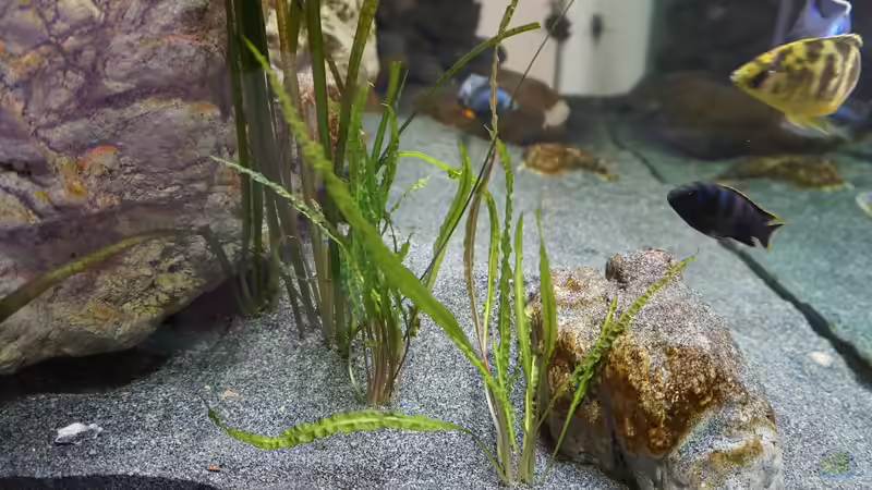 Hammerschlag cryptocoryne (Cryptocoryne aponogetifolia von andreas32 (34)