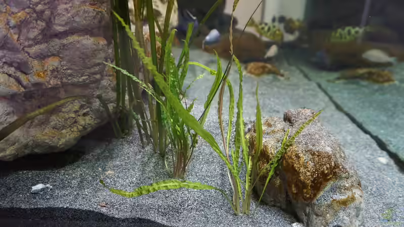 Hammerschlag cryptocoryne (Cryptocoryne aponogetifolia von andreas32 (35)