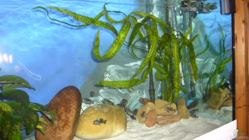 Hammerschlag von Eva Neuhaus (5)