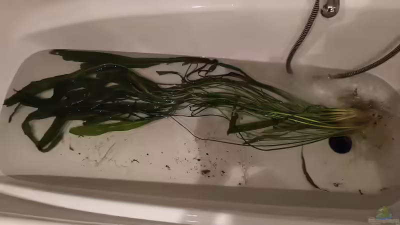 Hammerschlag Wasserkelch, nur der Teil der nicht ins Aquarium gekommen ist von vauen (10)