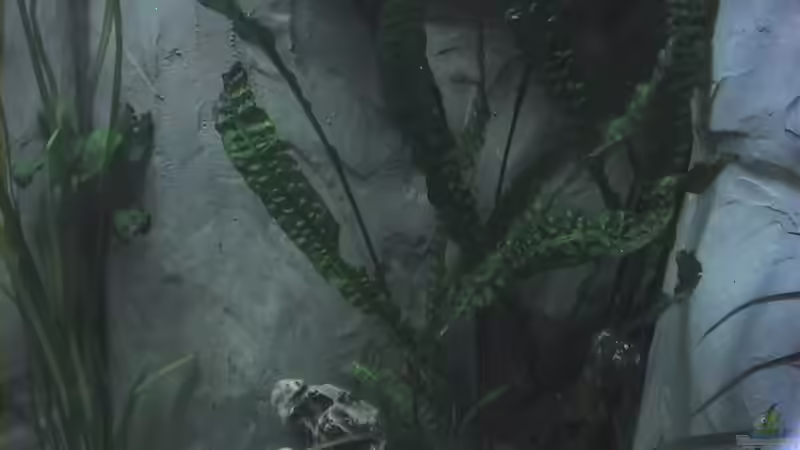 Hammerschlag Wasserkelch von Ringo Baumung (8)