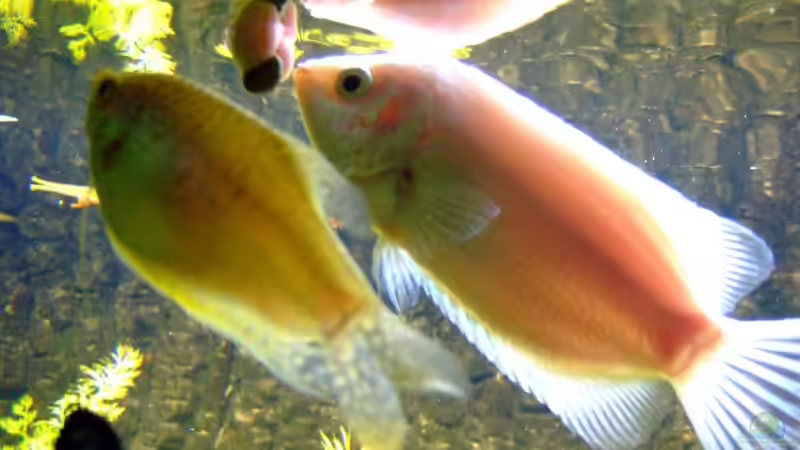 Handfütterung der Guramis von Wolfgang Röhken (14)