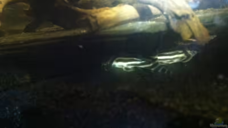 Handyaufnahme 2 x L46 von John_Wayne (6)