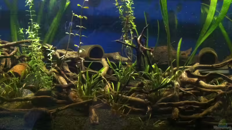 handyaufnahme Höhlen, Pflanzen und ??ste von John_Wayne (3)