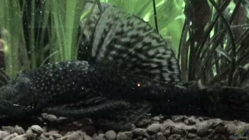 Handyfoto :-( 1,3 Mio- pixel :-) von Wels-fan (56)