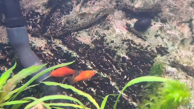 Hanni und Nanni sind eben vom Quarantäne Becken eingezogen. Sind aus ungewollt er von Sven Schaefer (13)