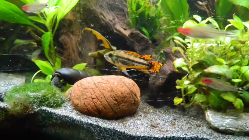 Hannibal ;) von Nick3 (20)