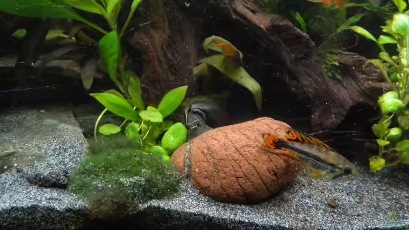 Hannibal, einer vom Rio und Schnecke von Nick3 (23)