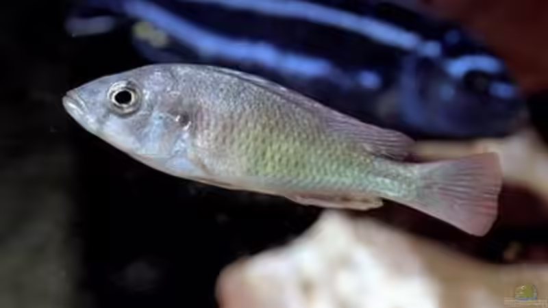 Haplo Weibchen von Andreas Kotte (2)