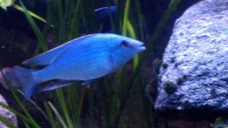 Einrichtungsbeispiele für Otopharynx lithobates