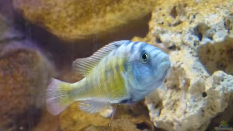 Haplochromis - Viktoriabarsch von Ecky (9)