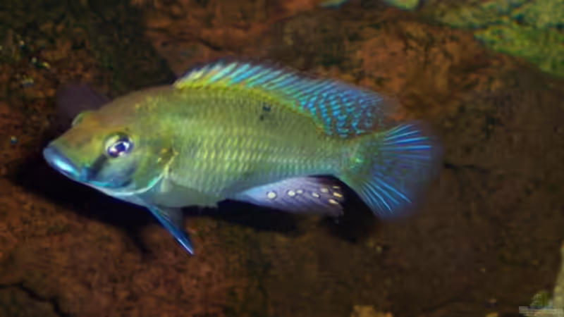 Haplochromis callipterus von Mario S. (13)