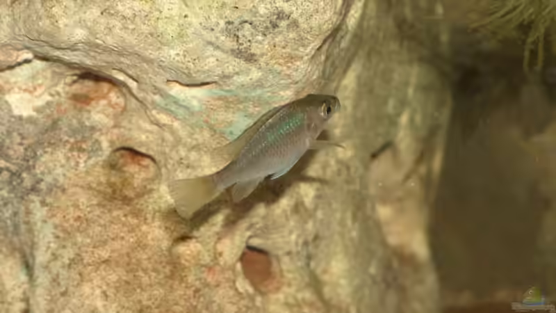 Haplochromis nuchisquamulatus (Jungfisch) von Stanislav Kislyuk (3)