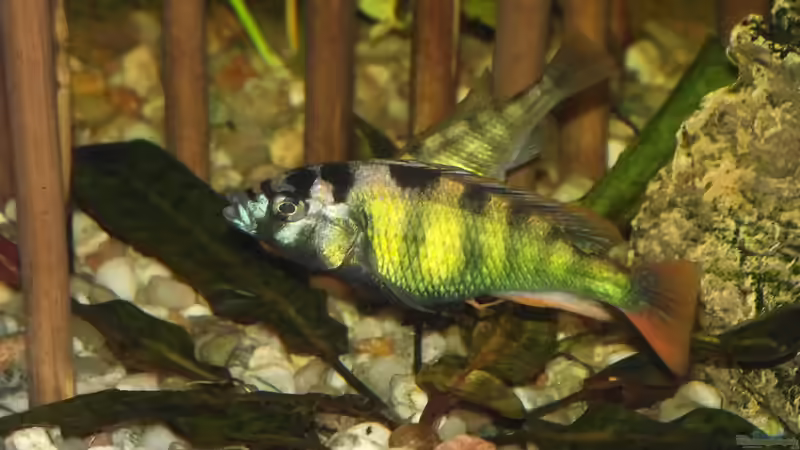 Haplochromis nyererei  von Detlef Peter (31)