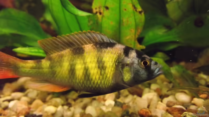 Haplochromis nyererei im Aquarium halten (Einrichtungsbeispiele für Nyereres Viktoriabuntbarsch)